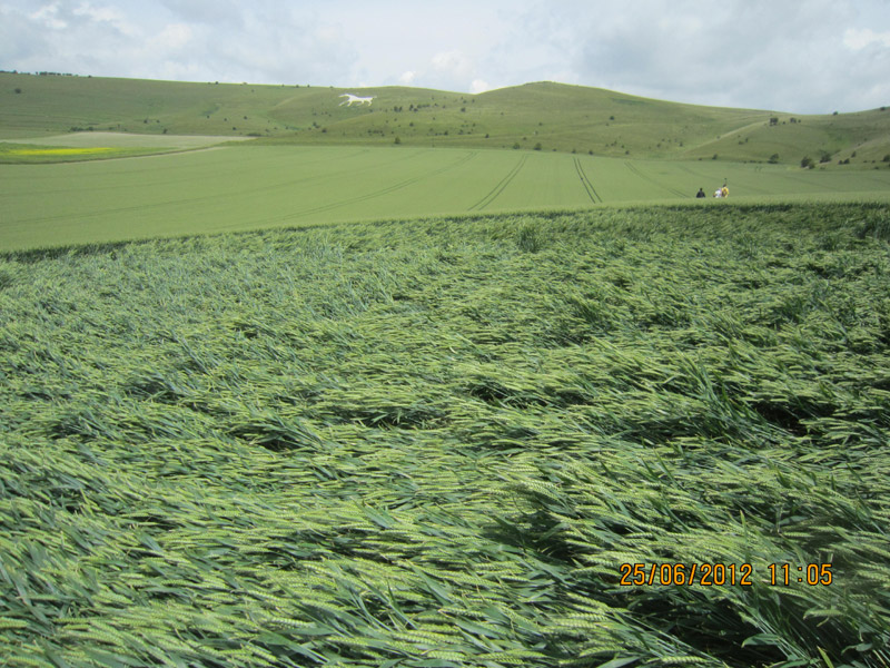 Milk Hill, Wiltshire crop circle, aerial photo 22