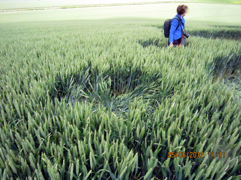 Milk Hill, Wiltshire crop circle, aerial photo 24