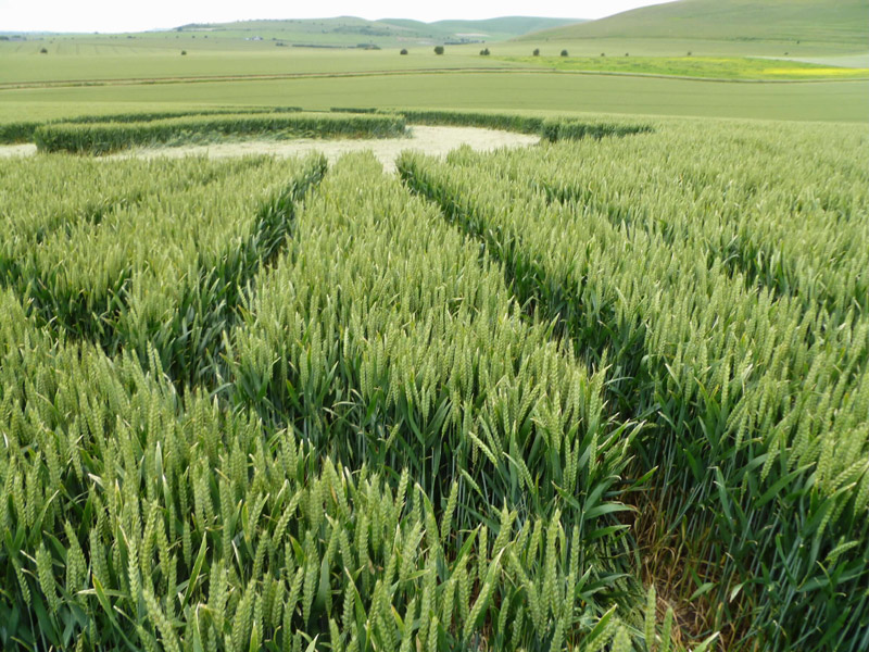 Milk Hill, Wiltshire crop circle, aerial photo 33