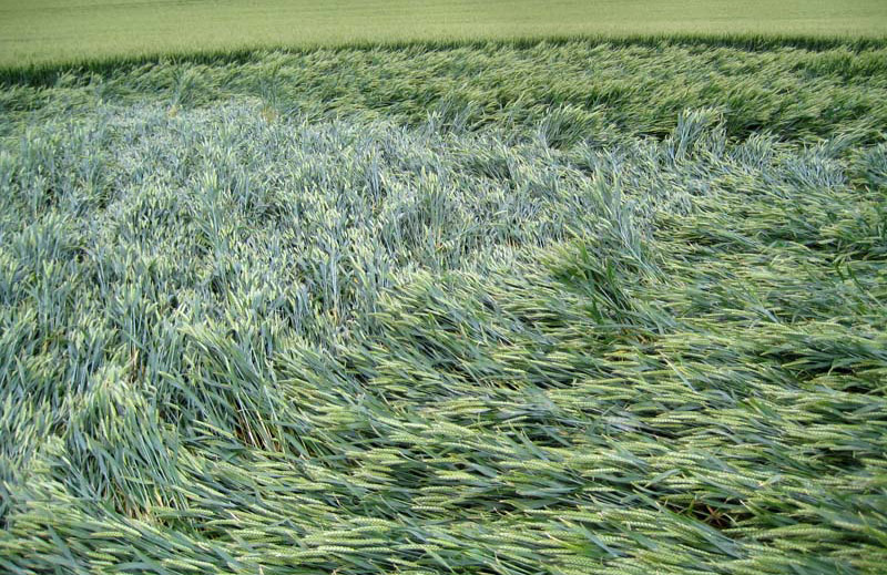 Milk Hill, Wiltshire crop circle, aerial photo 31