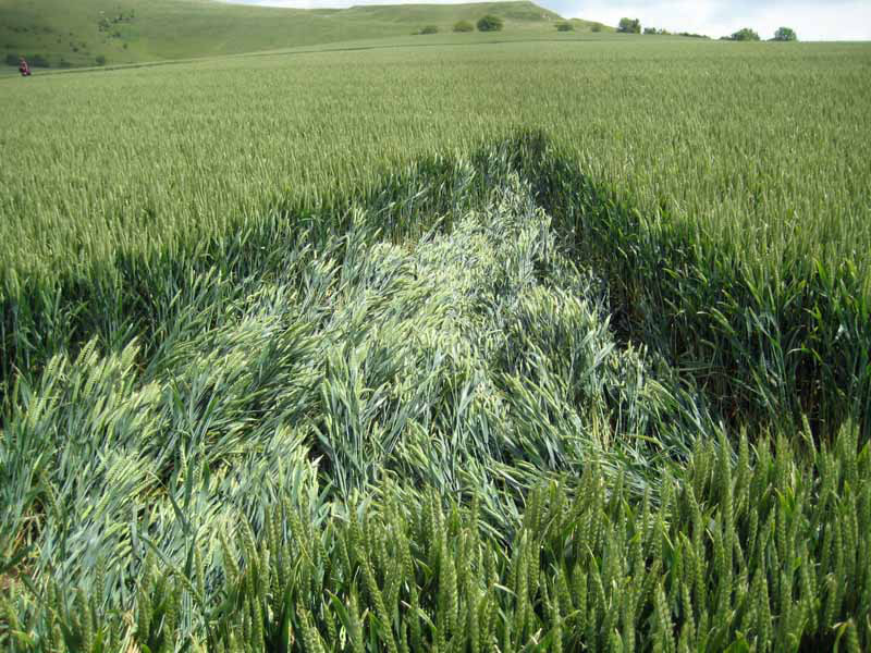 Milk Hill, Wiltshire crop circle, aerial photo 32