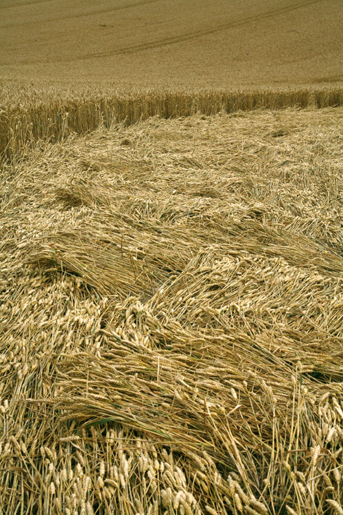 Milk Hill (2), Wiltshire crop circle, aerial photo 48