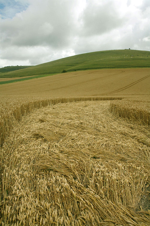 Milk Hill (2), Wiltshire crop circle, aerial photo 49