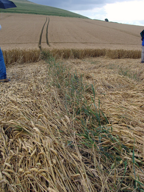 Milk Hill (2), Wiltshire crop circle, aerial photo 57