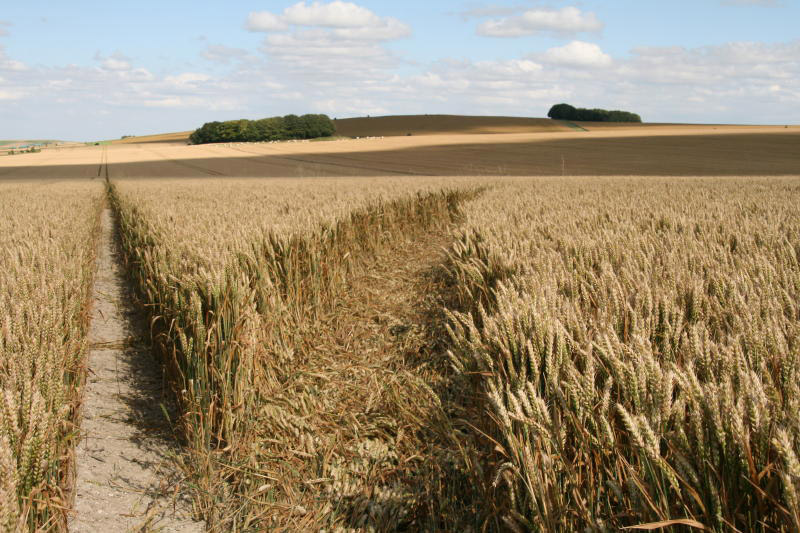 Oliver's Castle, Wiltshire crop circle, aerial photo 26