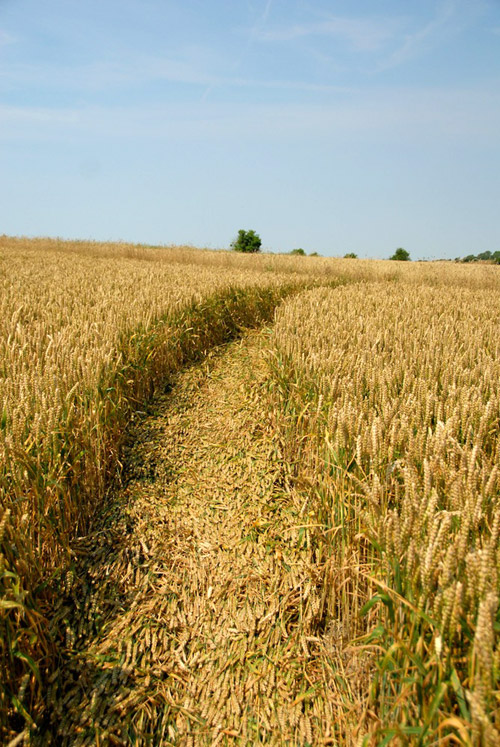 Oliver's Castle, Wiltshire crop circle, aerial photo 23