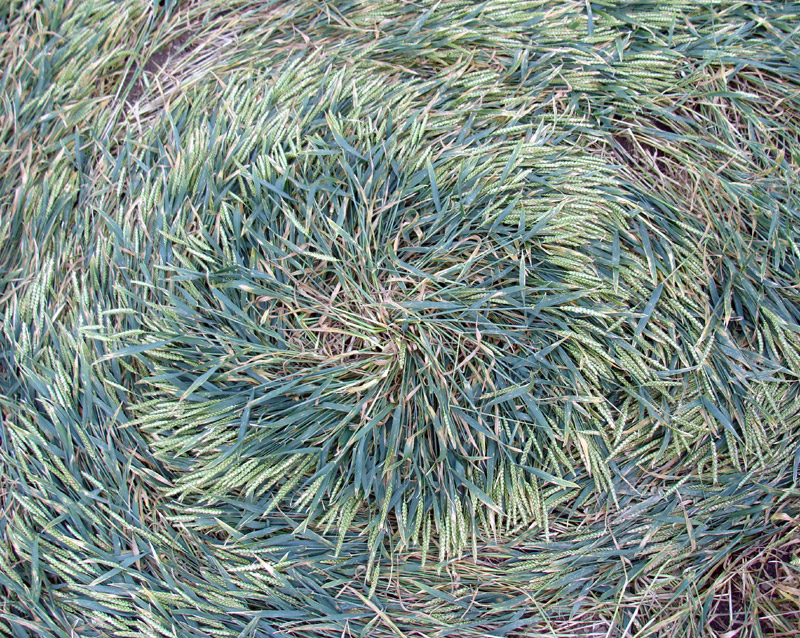 Picked Hill, Wiltshire crop circle, aerial photo 56