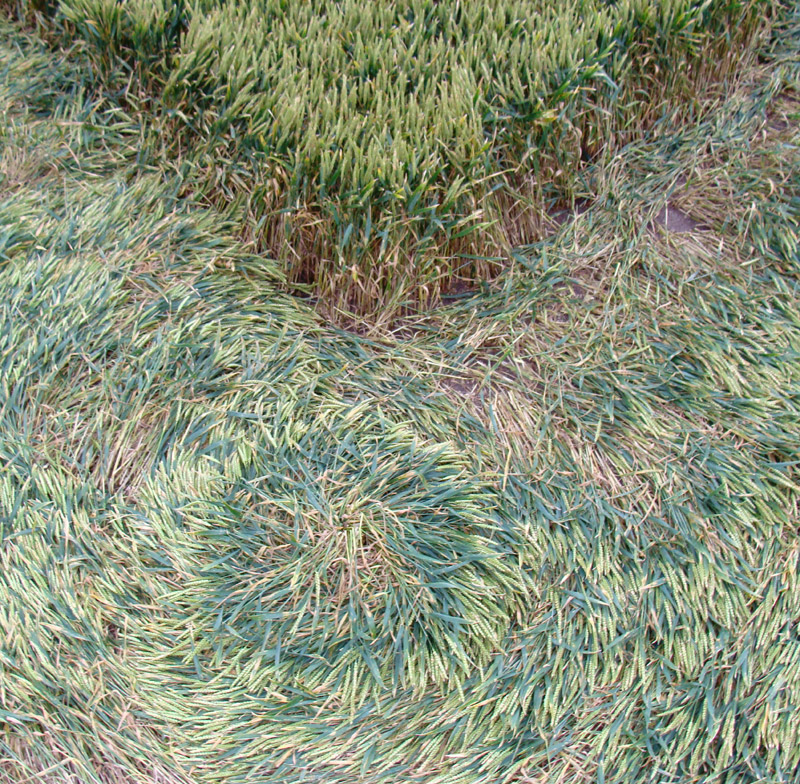 Picked Hill, Wiltshire crop circle, aerial photo 53