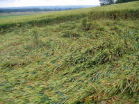 Picked Hill, Wiltshire crop circle, aerial photo 37