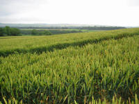 Picked Hill, Wiltshire crop circle, aerial photo 33