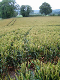 Picked Hill, Wiltshire crop circle, aerial photo 29