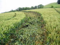 Picked Hill, Wiltshire crop circle, aerial photo 32