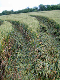 Picked Hill, Wiltshire crop circle, aerial photo 31