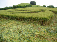 Picked Hill, Wiltshire crop circle, aerial photo 35
