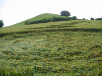 Picked Hill, Wiltshire crop circle, aerial photo 38