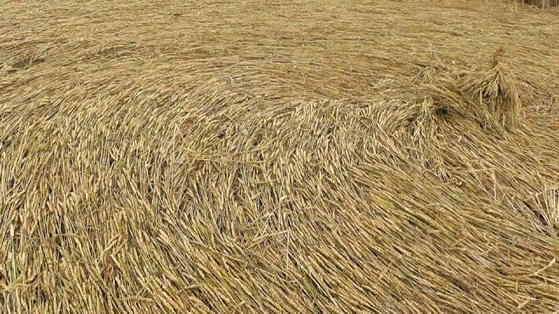 Pickford, Warwickshire crop circle, aerial photo 13