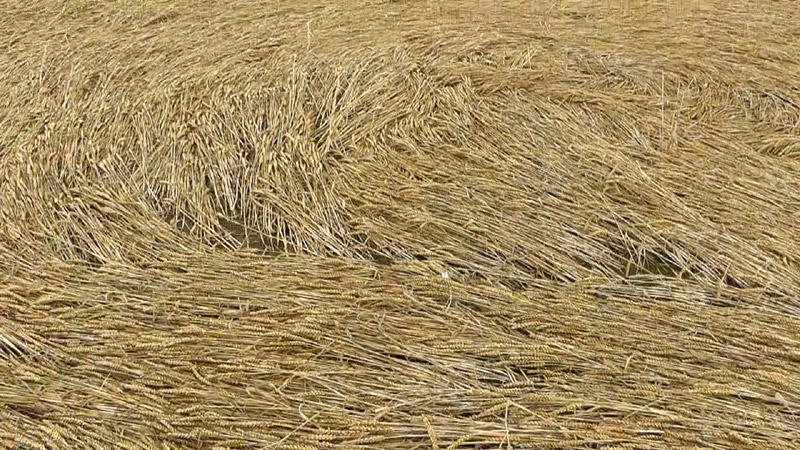 Pickford, Warwickshire crop circle, aerial photo 14