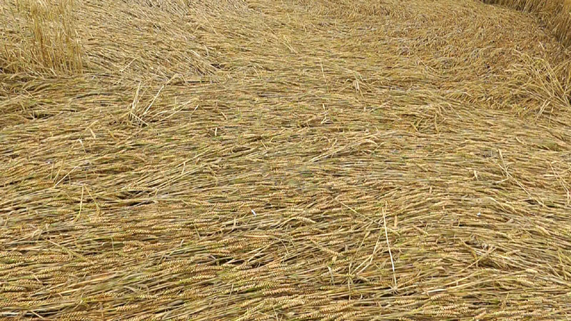 Pickford, Warwickshire crop circle, aerial photo 15