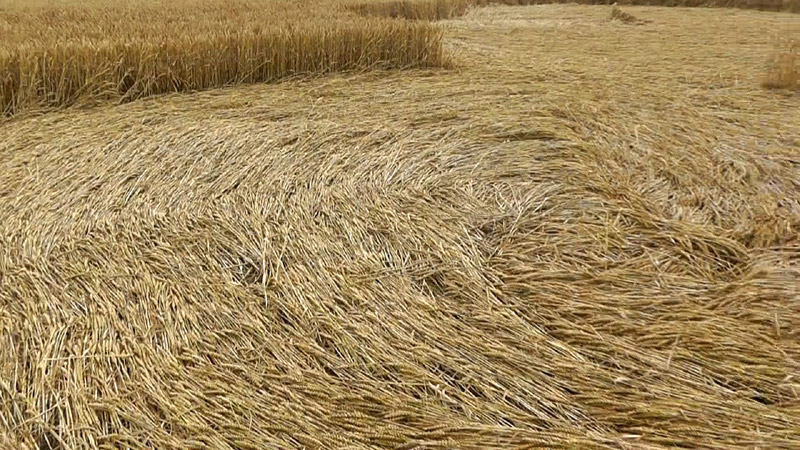 Pickford, Warwickshire crop circle, aerial photo 17