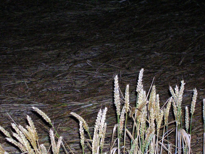 Pickford, Warwickshire crop circle, aerial photo 11