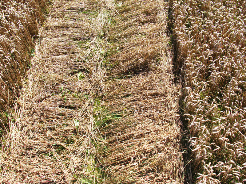 The Ridgeway, Wiltshire crop circle, aerial photo 7