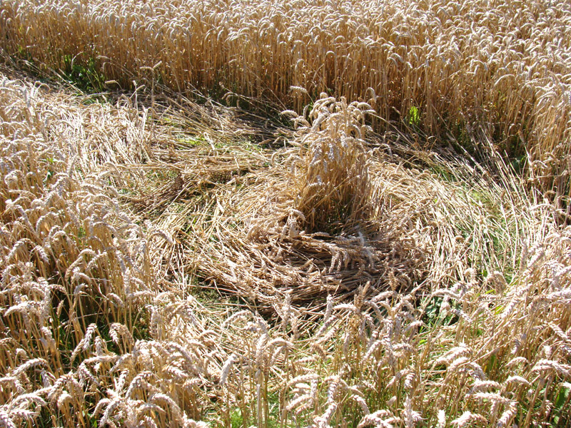 The Ridgeway, Wiltshire crop circle, aerial photo 8