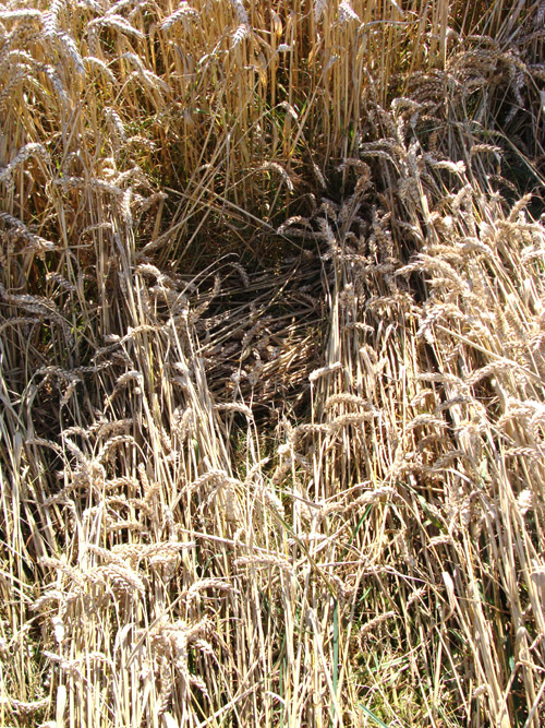 The Ridgeway, Wiltshire crop circle, aerial photo 13