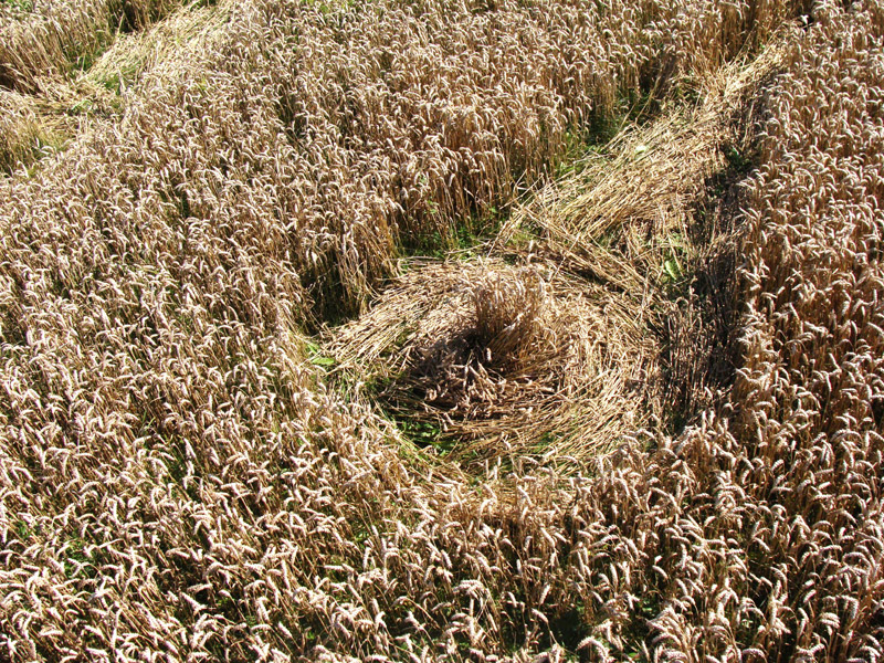 The Ridgeway, Wiltshire crop circle, aerial photo 9