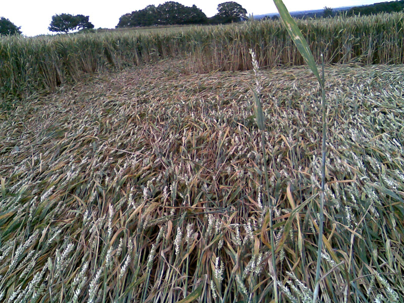 Burrow Hill Fort, Warwickshire crop circle, ground photo 61
