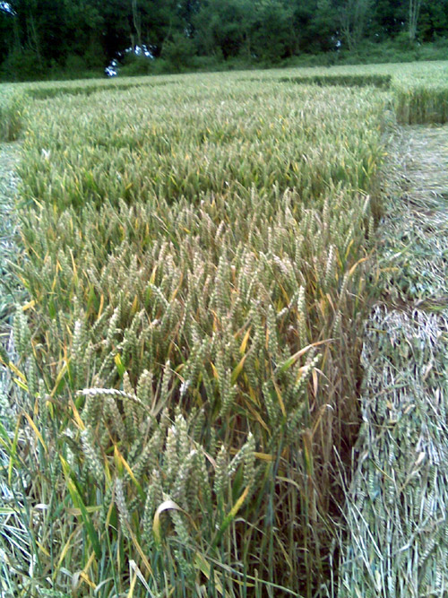 Burrow Hill Fort, Warwickshire crop circle, ground photo 62