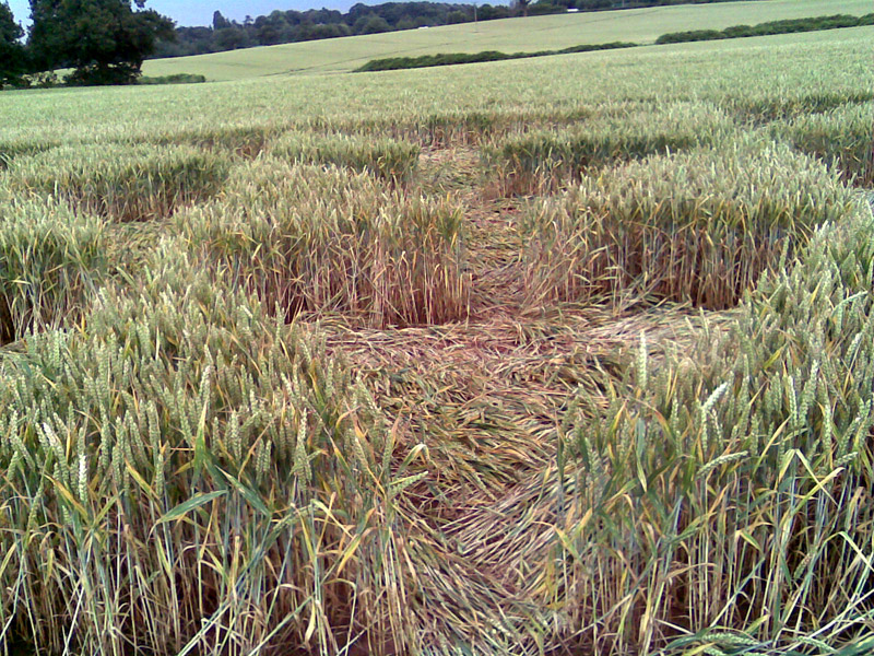 Burrow Hill Fort, Warwickshire crop circle, ground photo 57
