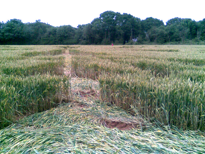 Burrow Hill Fort, Warwickshire crop circle, ground photo 59