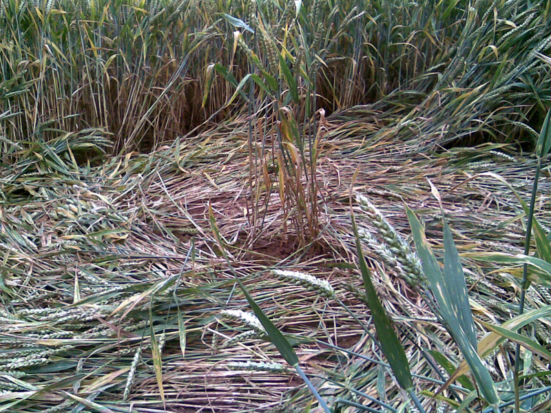 Burrow Hill Fort, Warwickshire crop circle, ground photo 60