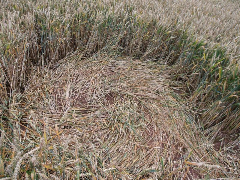 Burrow Hill Fort, Warwickshire crop circle, aerial photo 63