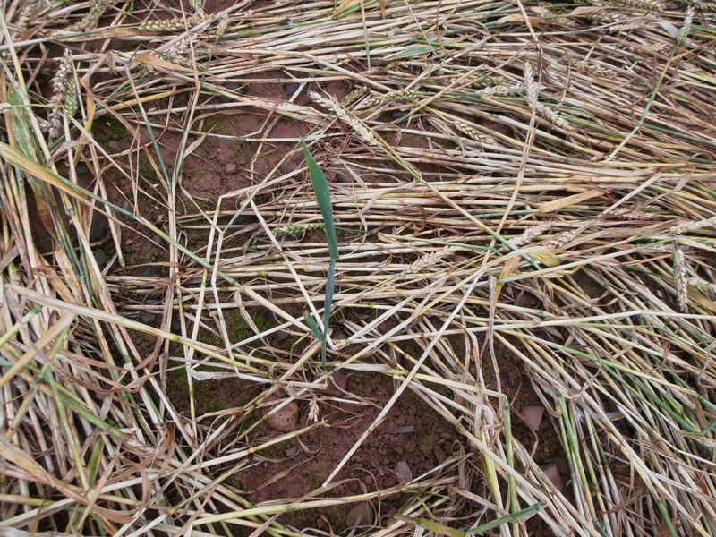 Burrow Hill Fort, Warwickshire crop circle, aerial photo 64