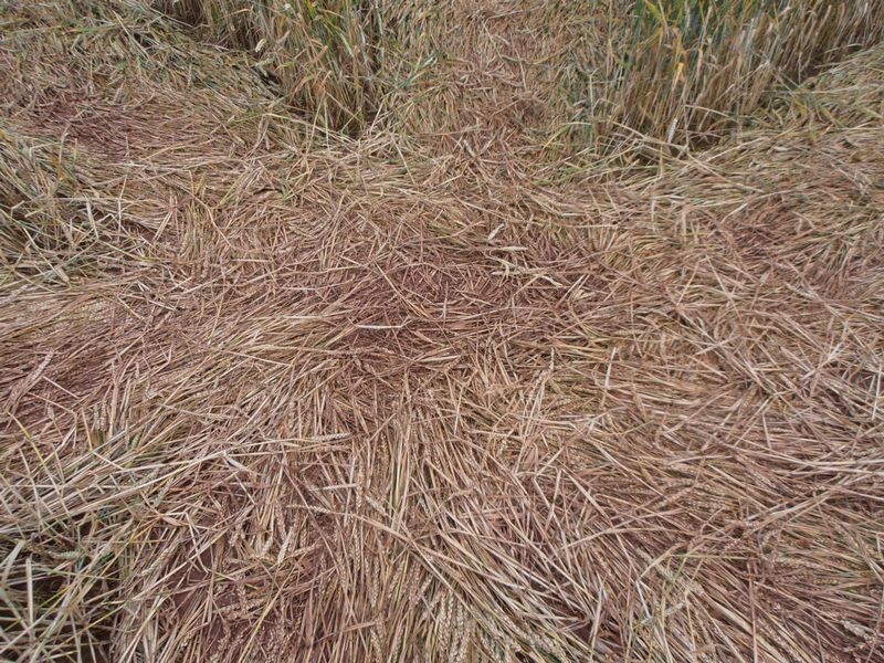 Burrow Hill Fort, Warwickshire crop circle, aerial photo 83