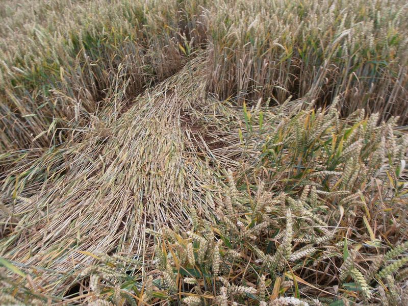 Burrow Hill Fort, Warwickshire crop circle, aerial photo 82