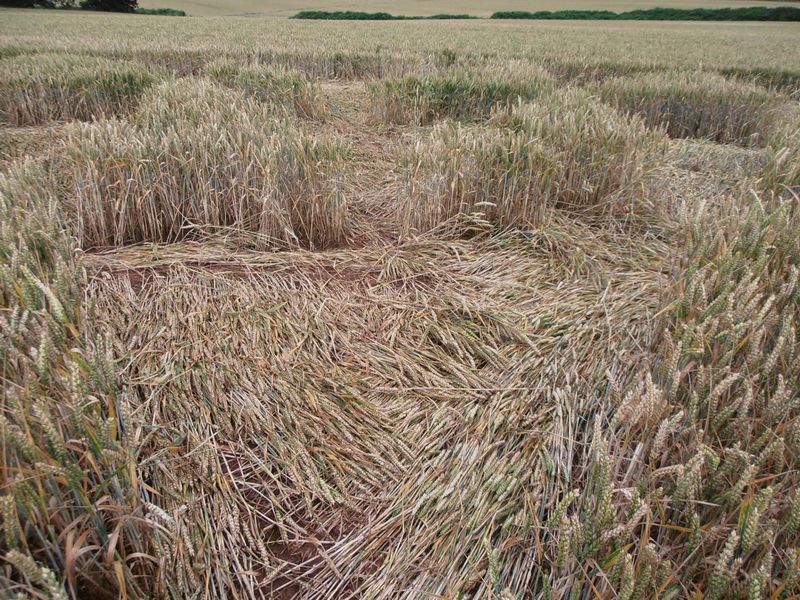 Burrow Hill Fort, Warwickshire crop circle, aerial photo 81