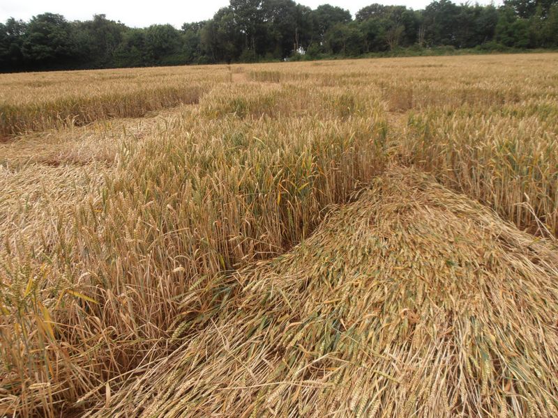 Burrow Hill Fort, Warwickshire crop circle, aerial photo 79