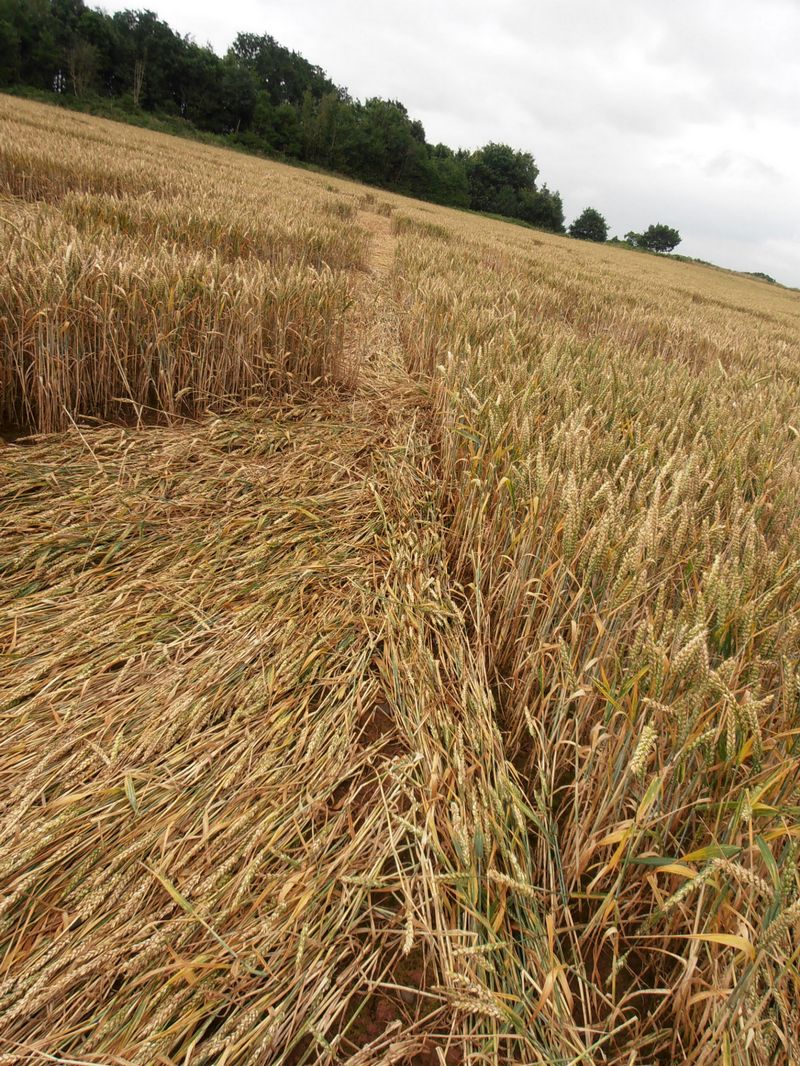 Burrow Hill Fort, Warwickshire crop circle, aerial photo 77