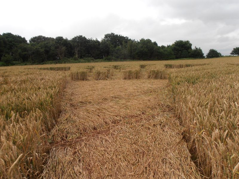 Burrow Hill Fort, Warwickshire crop circle, aerial photo 70