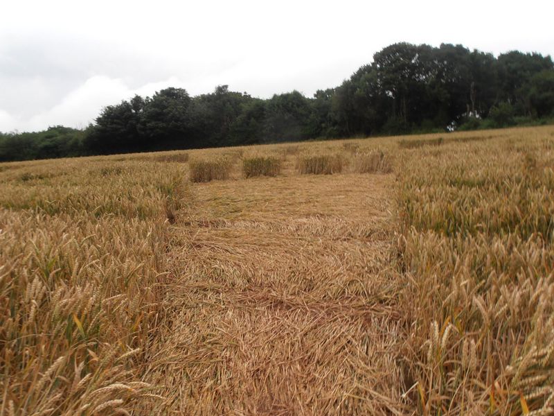 Burrow Hill Fort, Warwickshire crop circle, aerial photo 69