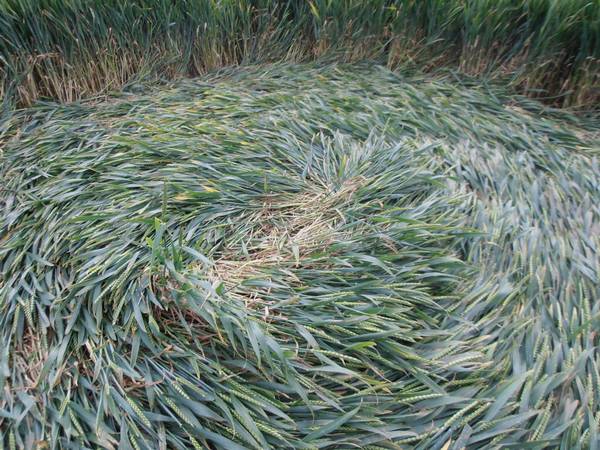 Silbury Hill, Wiltshire crop circle, aerial photo 22