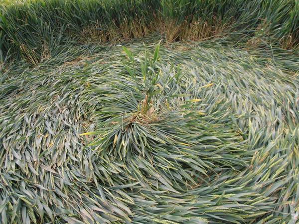 Silbury Hill, Wiltshire crop circle, aerial photo 30