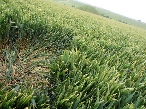 Silbury Hill, Wiltshire crop circle, aerial photo 31