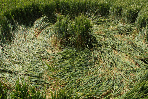 Silbury Hill, Wiltshire crop circle, aerial photo 47