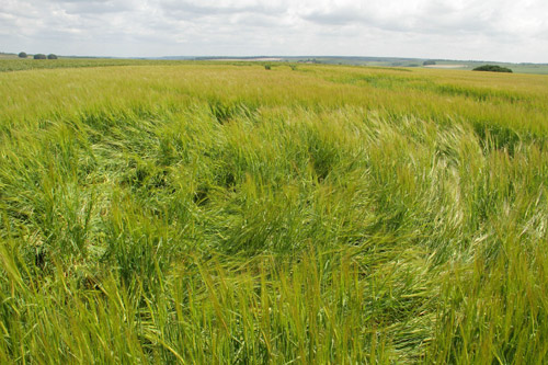 Silbury Hill, Wiltshire crop circle, aerial photo 48