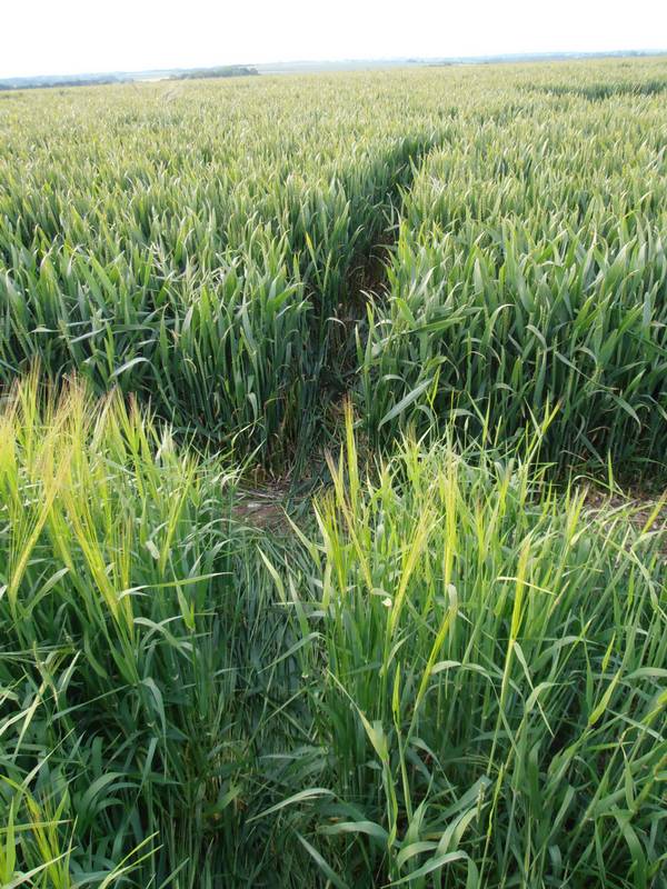 Silbury Hill, Wiltshire crop circle, aerial photo 60