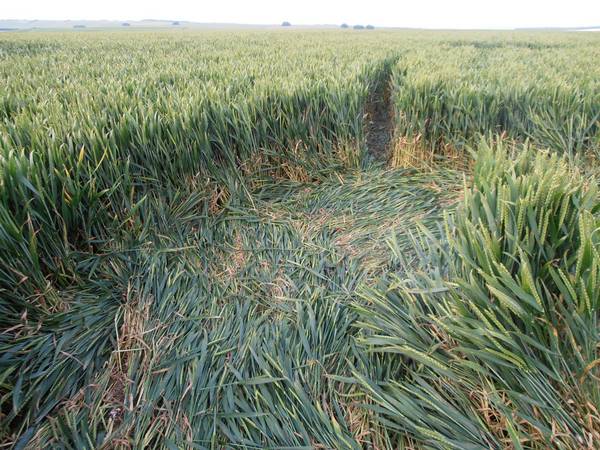 Silbury Hill, Wiltshire crop circle, aerial photo 63