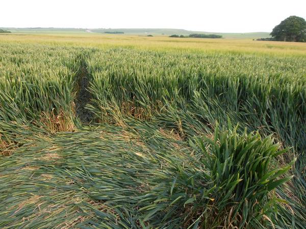 Silbury Hill, Wiltshire crop circle, aerial photo 67